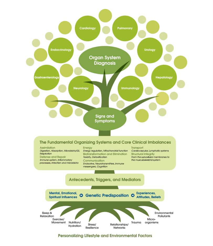 The-Functional-Medicine-Tree.jpg
