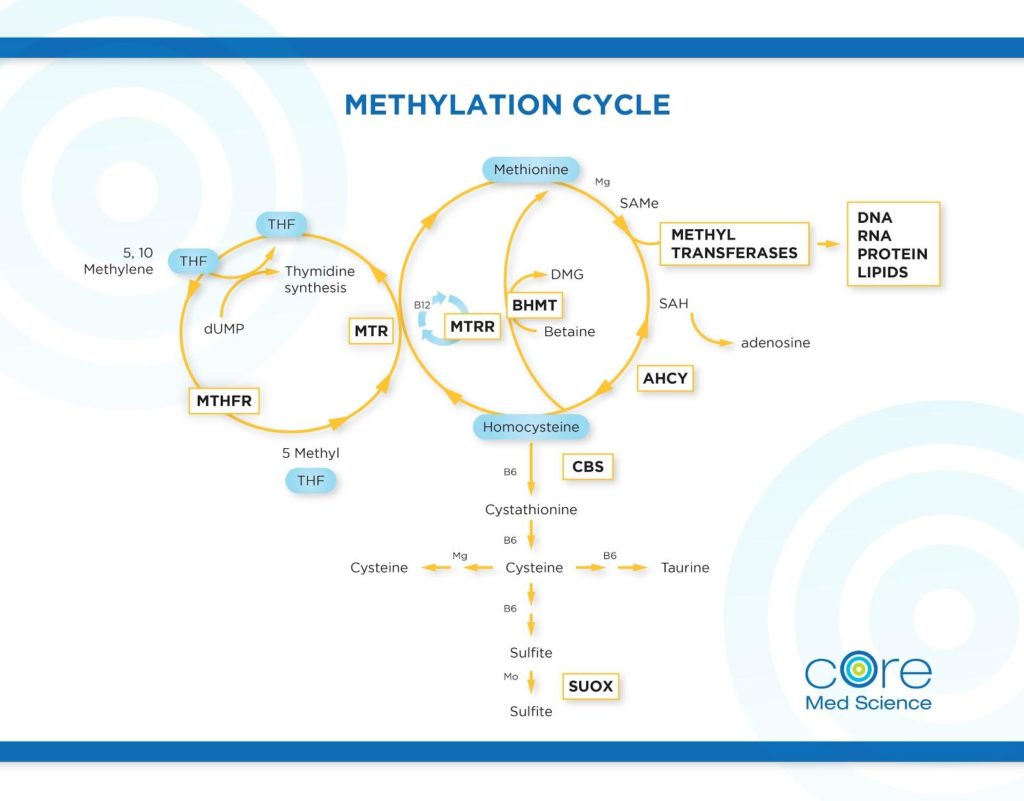 Methylation Cycle