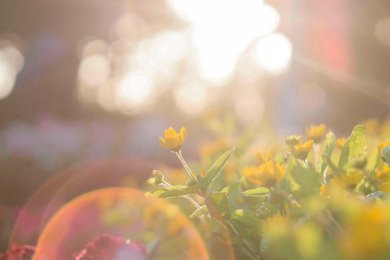 yellow-flowers-917076