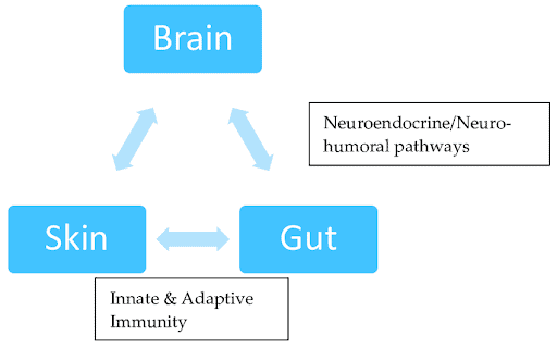 Figure: Gut-brain-skin axis.