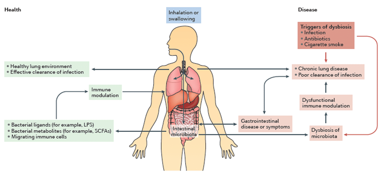 Lung Diagram