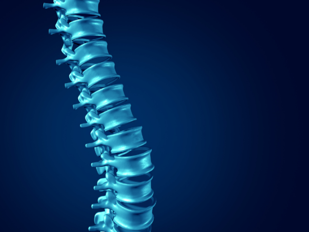 spine