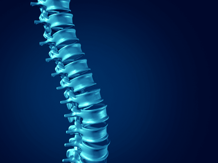 spine