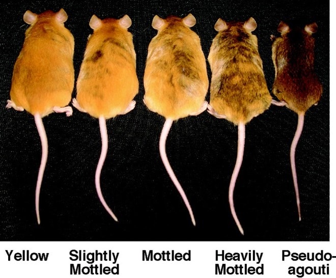 fur changed by methylation