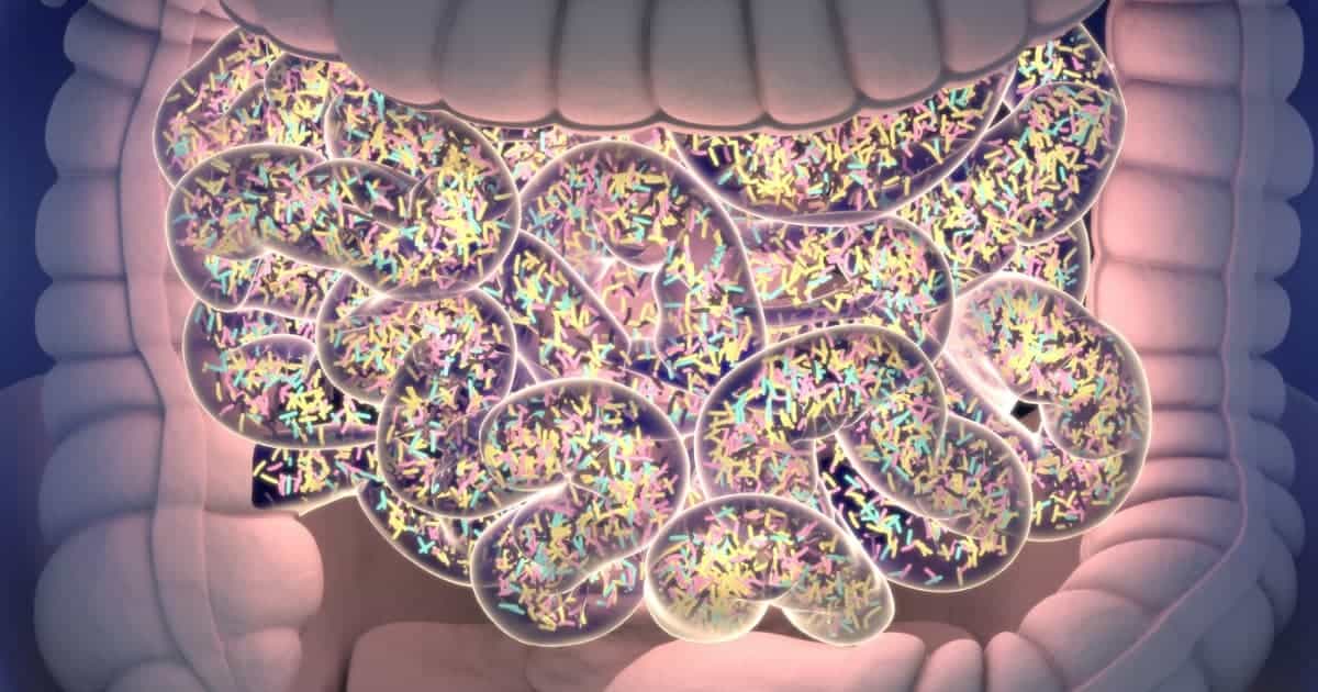 bacteria shown in small intestine