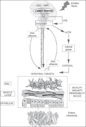 Microbiome gut-brain axis structure