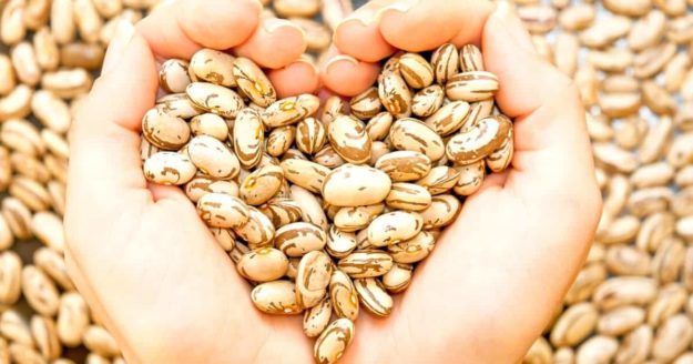 hands holding lectin-filled beans