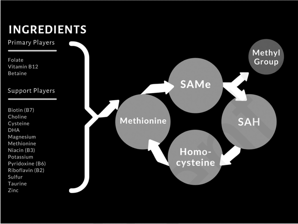 Methylation Cycle diagram
