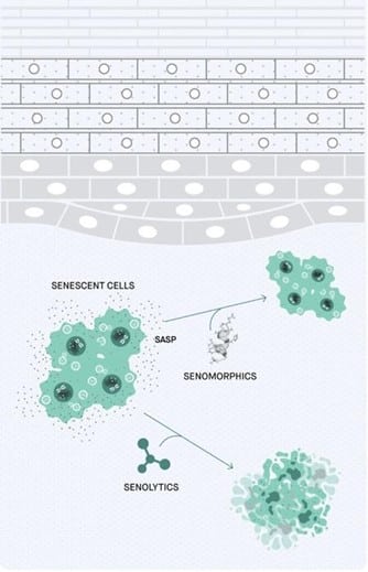 senescent cells