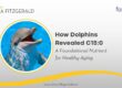 How Helping Older Dolphins Unlocked A Secret To Healthy Aging
