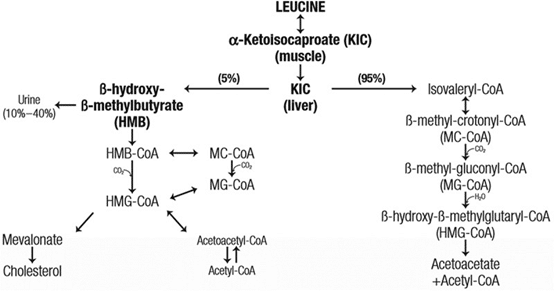 Diagram of leucine metabolism