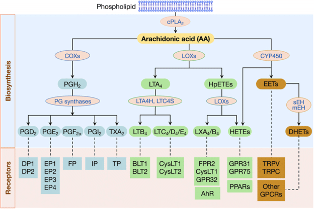 The PUFA-Microbiome Axis: Rethinking Intestinal Permeability Beyond Tight Junctions