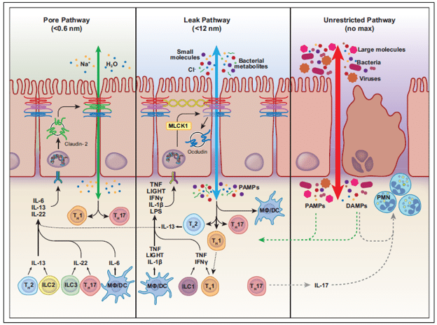 The PUFA-Microbiome Axis: Rethinking Intestinal Permeability Beyond Tight Junctions
