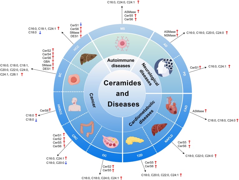 The Ceramide Paradox: Navigating the Nuances