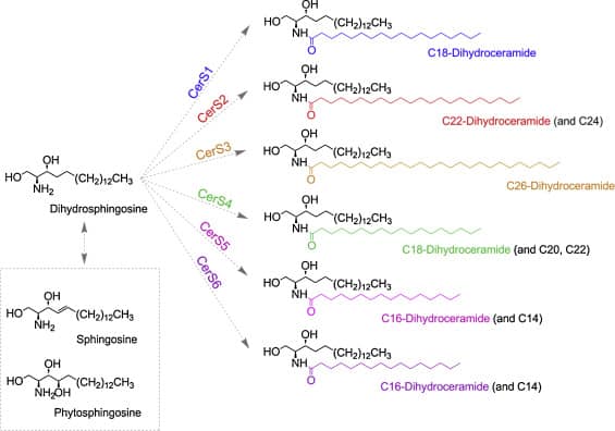 The Ceramide Paradox: Navigating the Nuances