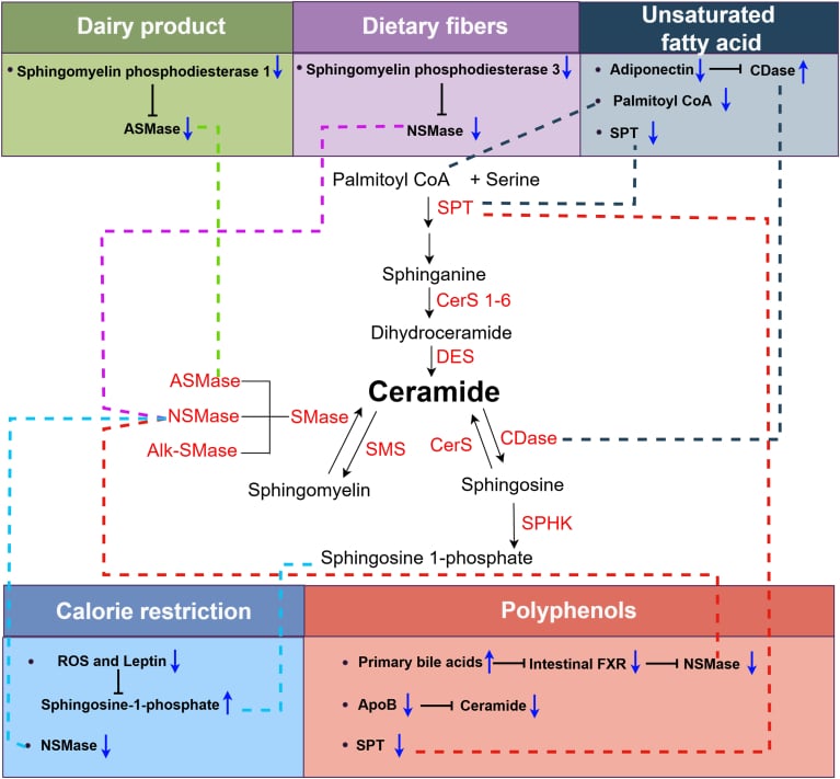 The Ceramide Paradox: Navigating the Nuances