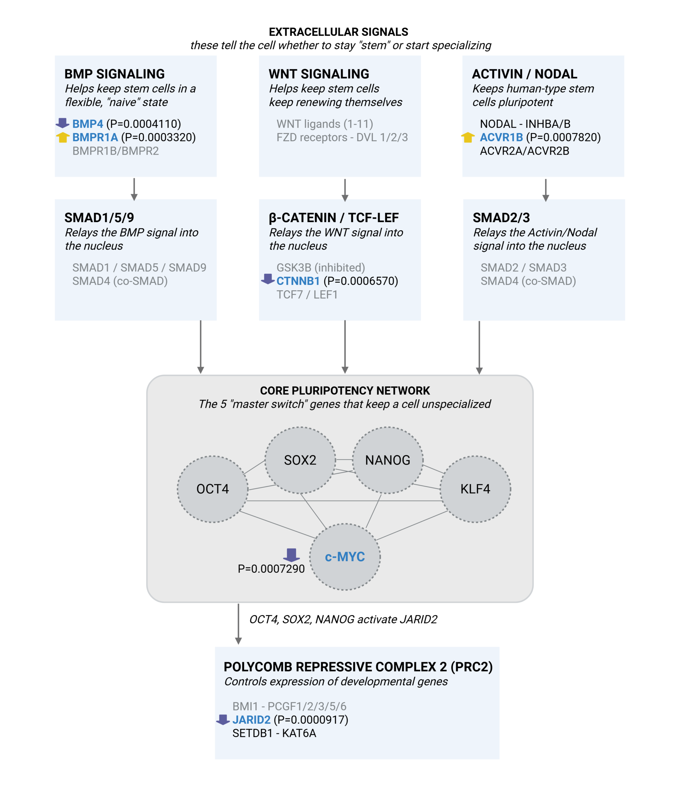 The Epigenetic Impact of Younger You – A New EWAS Study