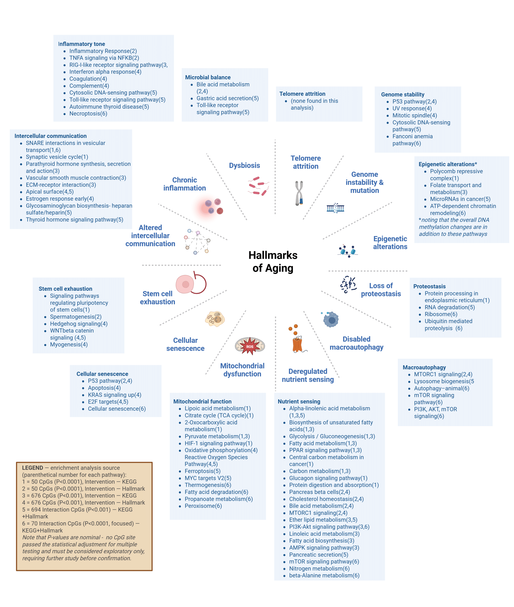 The Epigenetic Impact of Younger You – A New EWAS Study
