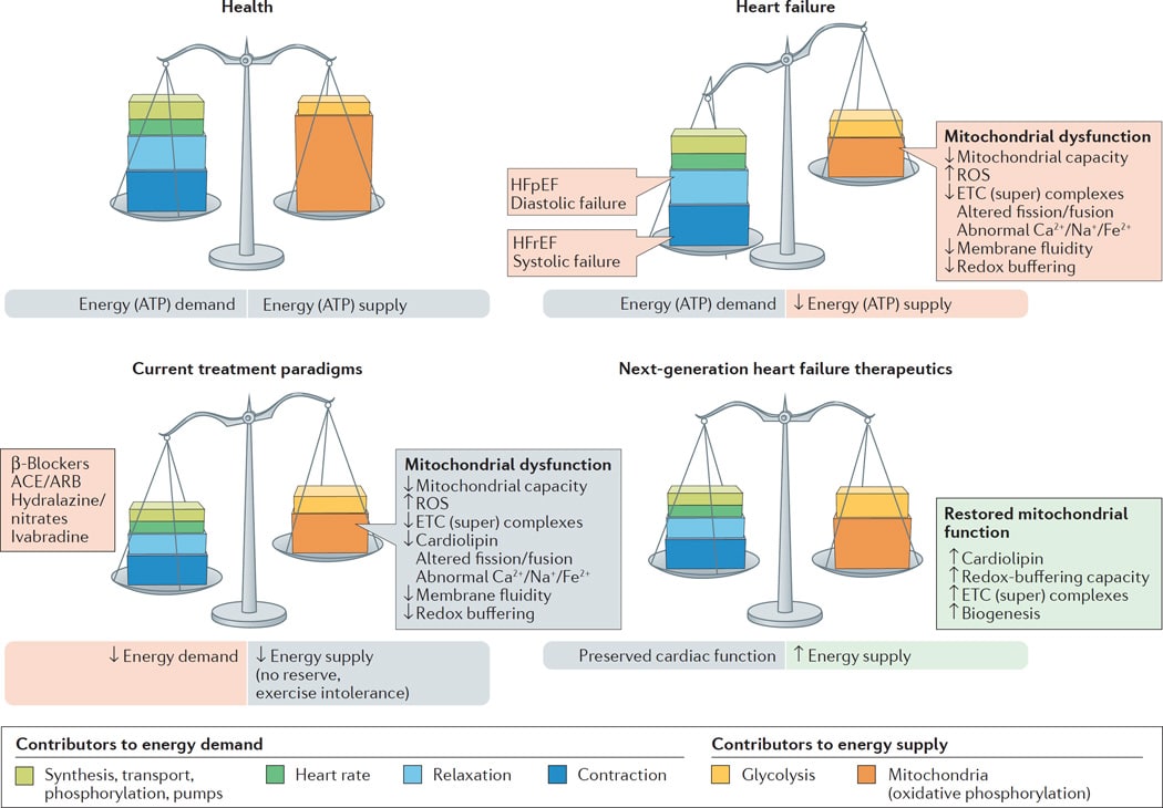 Treating the Cause, Not the Symptom: The Mitochondrial Thread in Chronic Disease